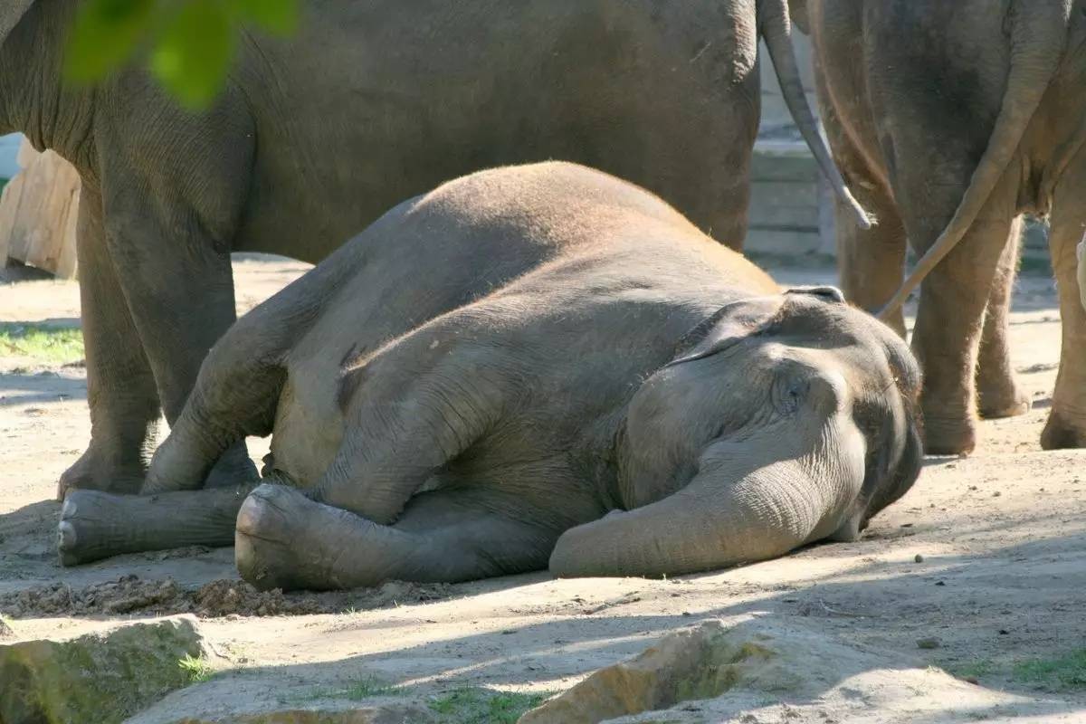大象北上睡觉图片