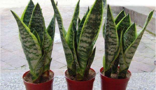 哪种植物除甲醛正规6