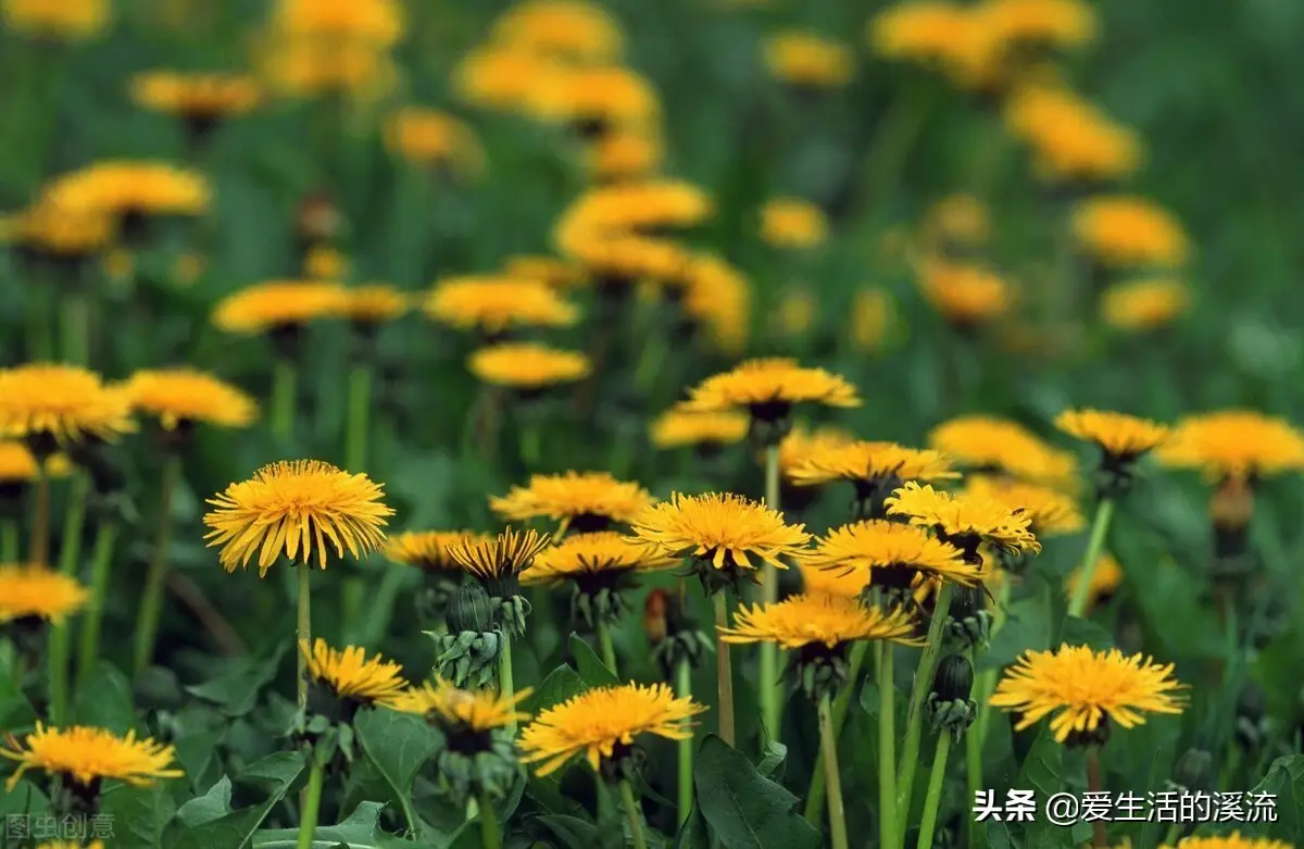 红眼病怎么治疗最有效（红眼病外治有方）