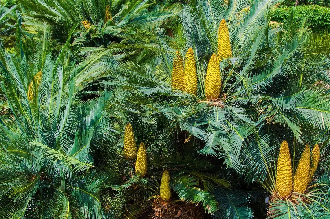 苏铁是什么植物 苏铁果子有毒吗-千百号