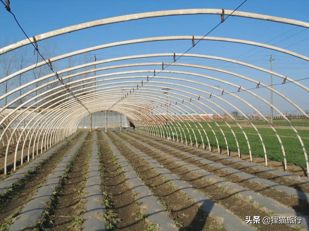 山东寿光是冬暖式蔬菜大棚发源地，被称为中国菜都，也是沿海城市