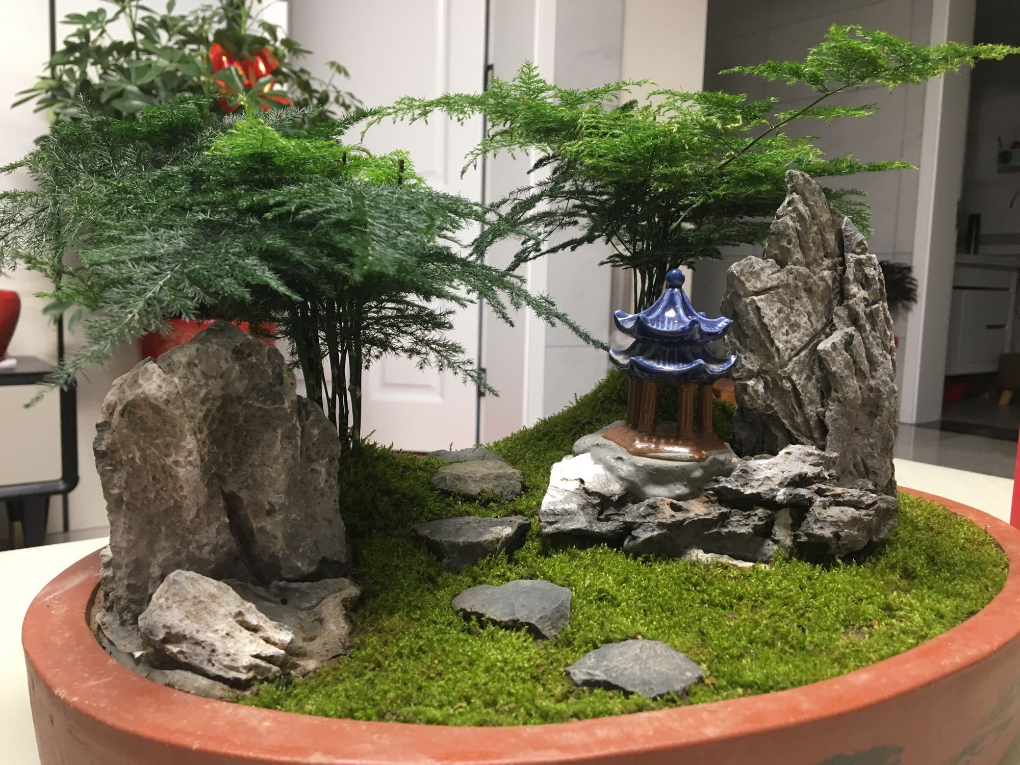 室内养护文竹盆栽技巧,6个方面做到位,文竹爆盆绿油油还会开花