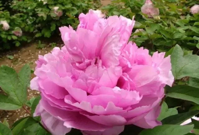 100种名贵牡丹鉴赏 绘画好素材（报花名）