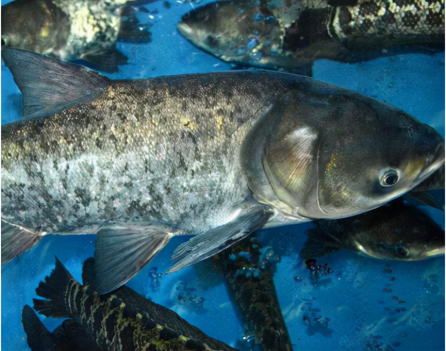 俗称"雄鱼",以头大而闻名,有水中清道夫之称,在湖南很受欢迎