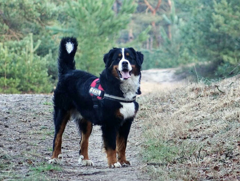 伯恩山为什么不建议养（伯恩山犬的优缺点介绍）