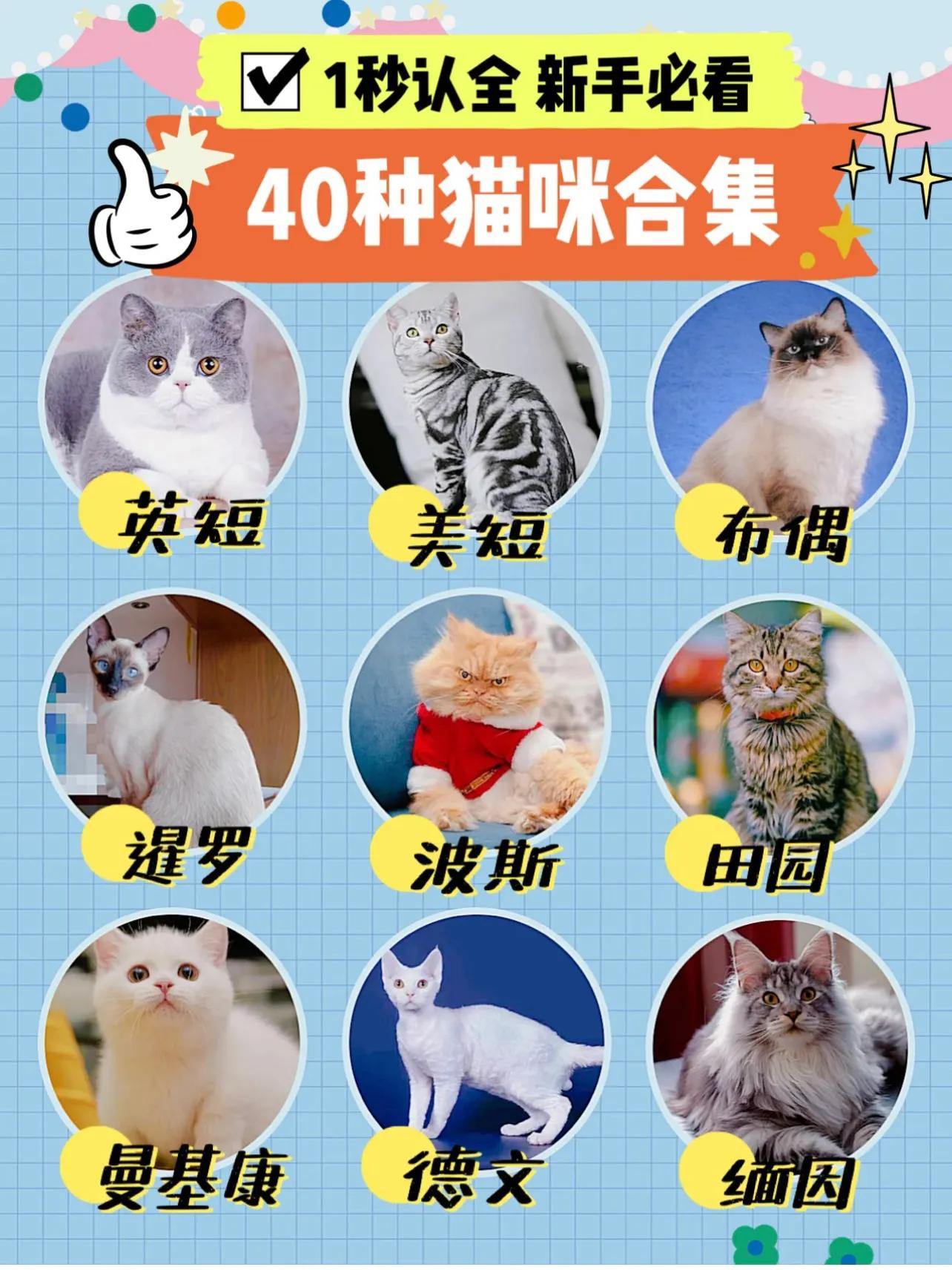 虎斑猫价格,宠物虎斑猫价格