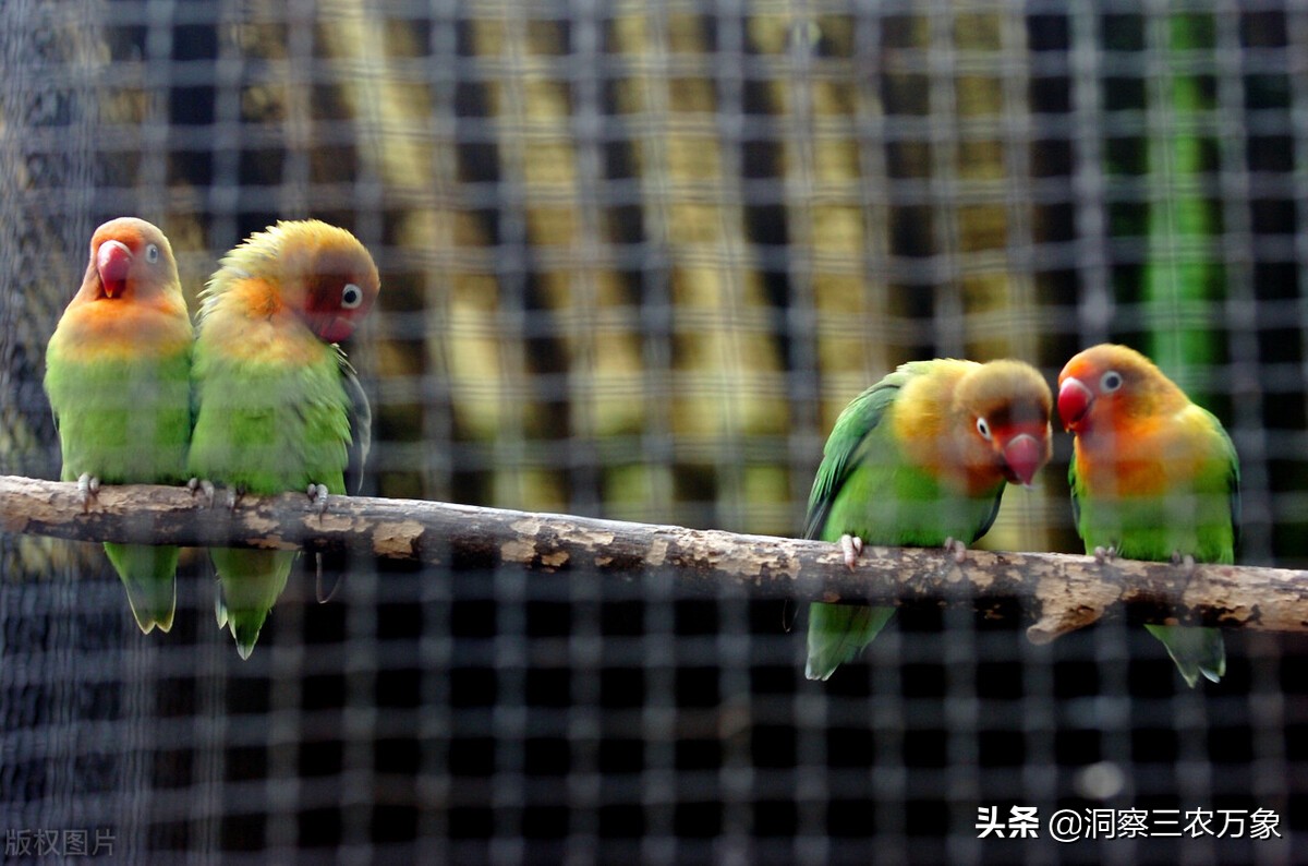 牡丹鹦鹉吃什么食物（做好这8方面养殖起来也简单）