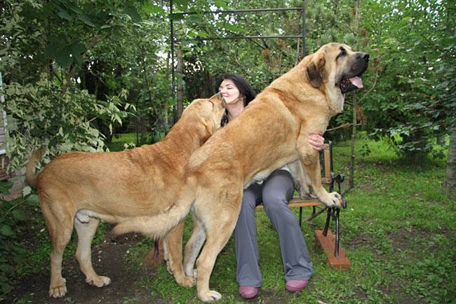 馬士提夫獒犬(馬士提夫獒犬和坎高犬哪個厲害)