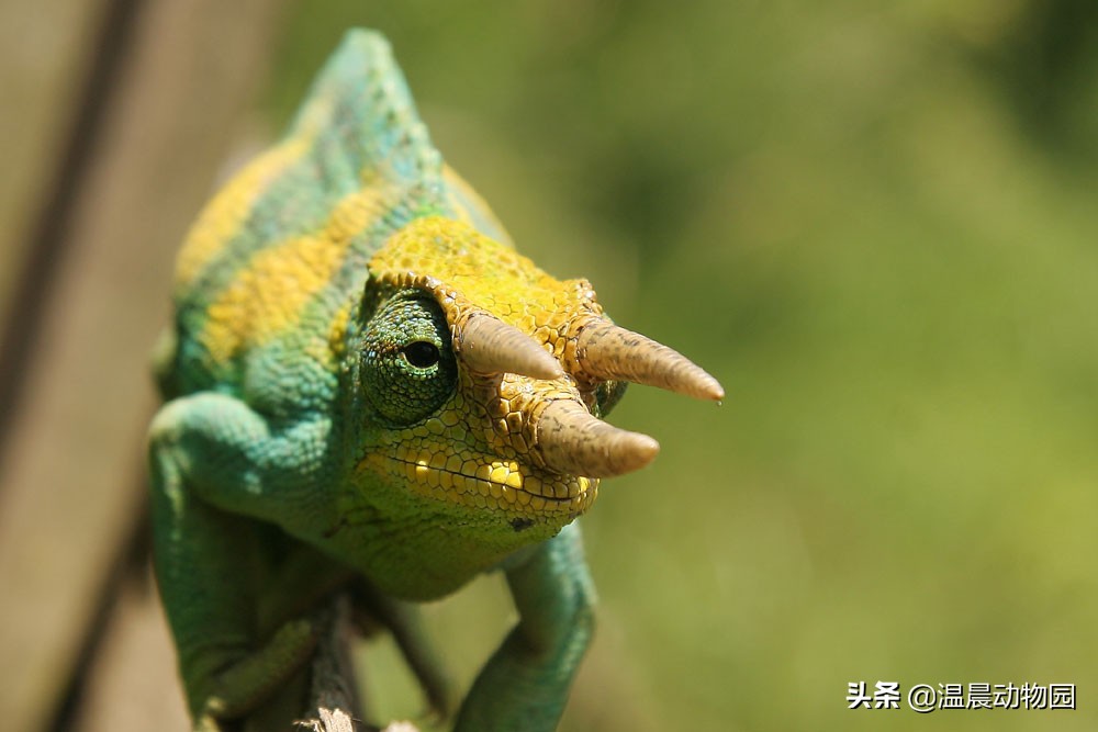 爬行動物有哪些(爬行動物大全)-人人投票