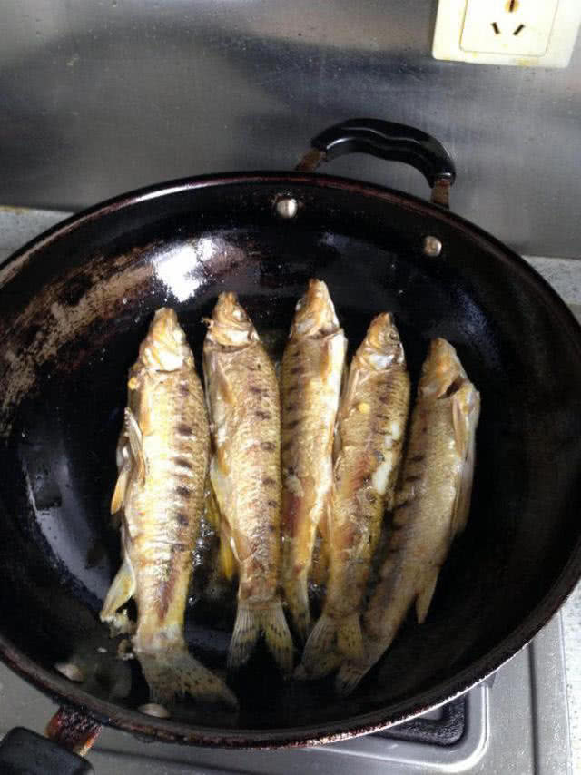 格鱼学名叫什么(格利是什么鱼) - 风集网