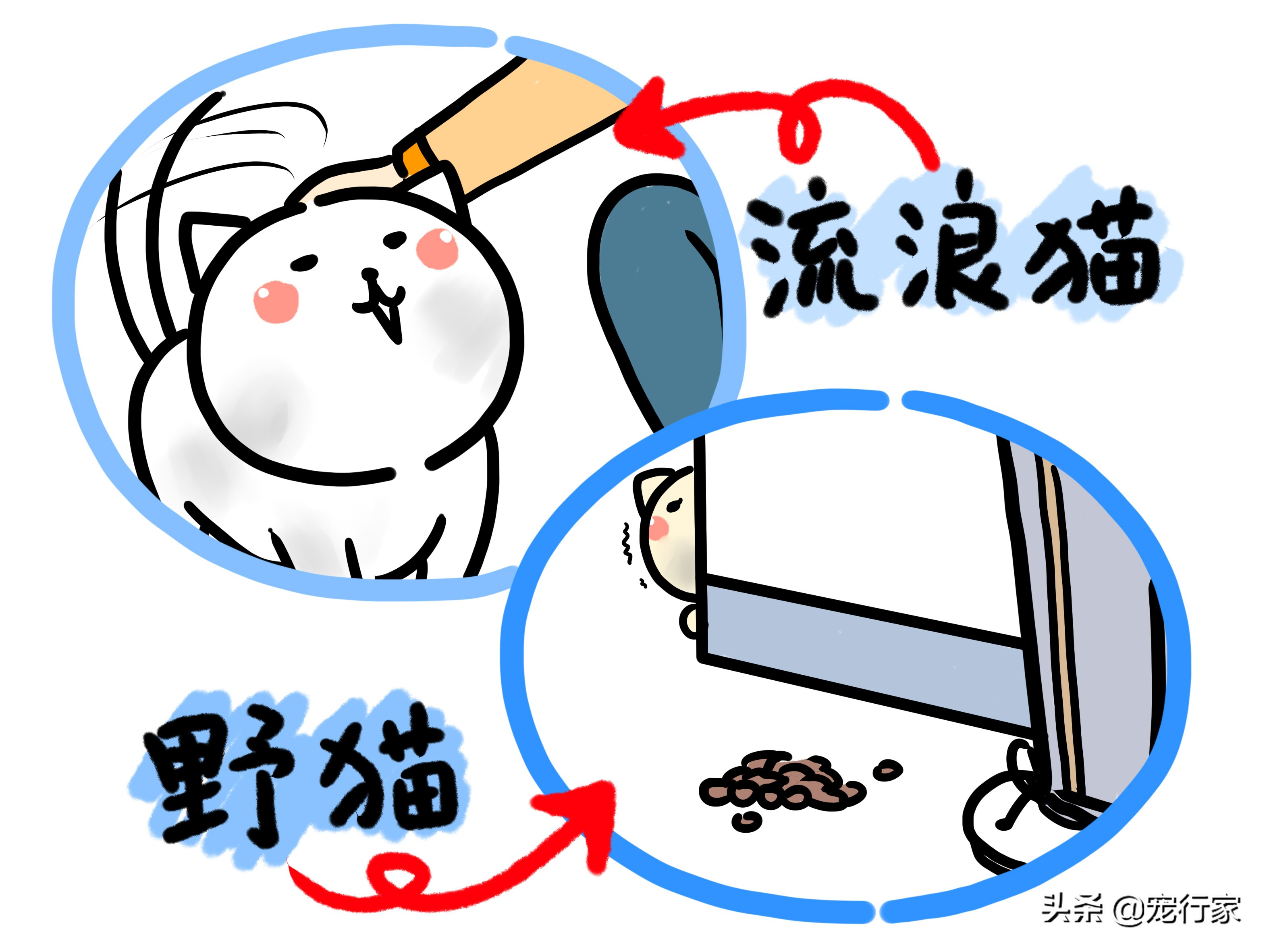 流浪猫可以喂什么（流浪猫蹭人腿,绕来绕去的）-第5张图片-巴山号