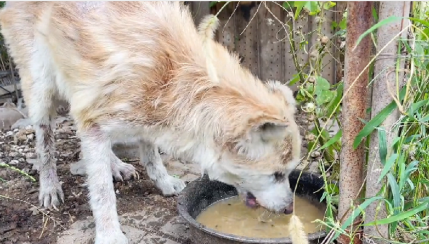 主人搬家后留下秋田犬，汪一直在原地等待：你什么时候回来接我