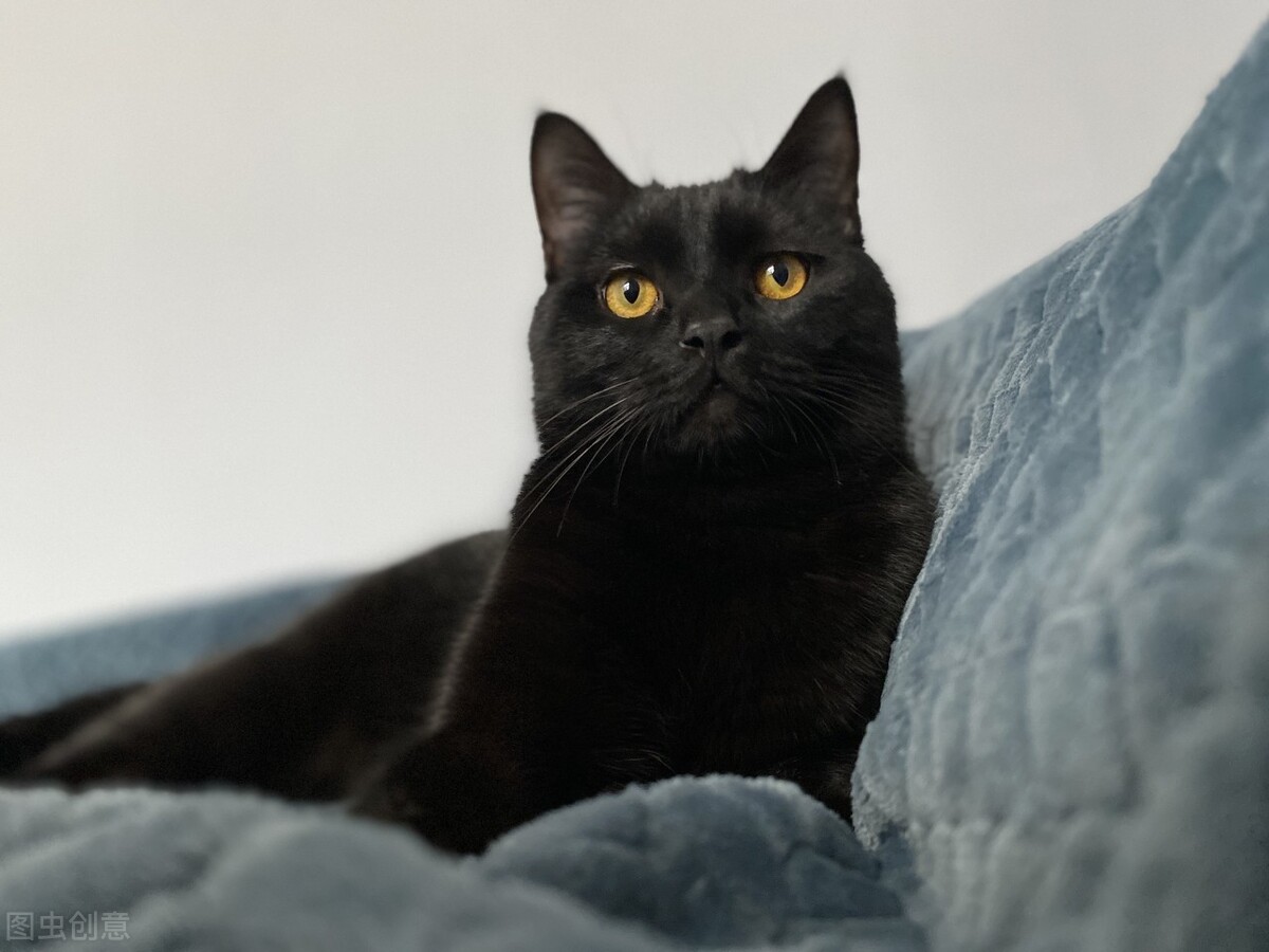 智商令人堪忧的“5大猫咪”，饲养请谨慎