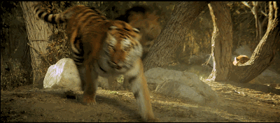 老虎和狮子谁厉害 棕熊打得过狮子吗-春田百科