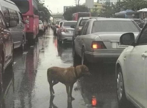 雨中堵车，狗狗挨个车子趴窗户，知道原因后，打开车窗让它看