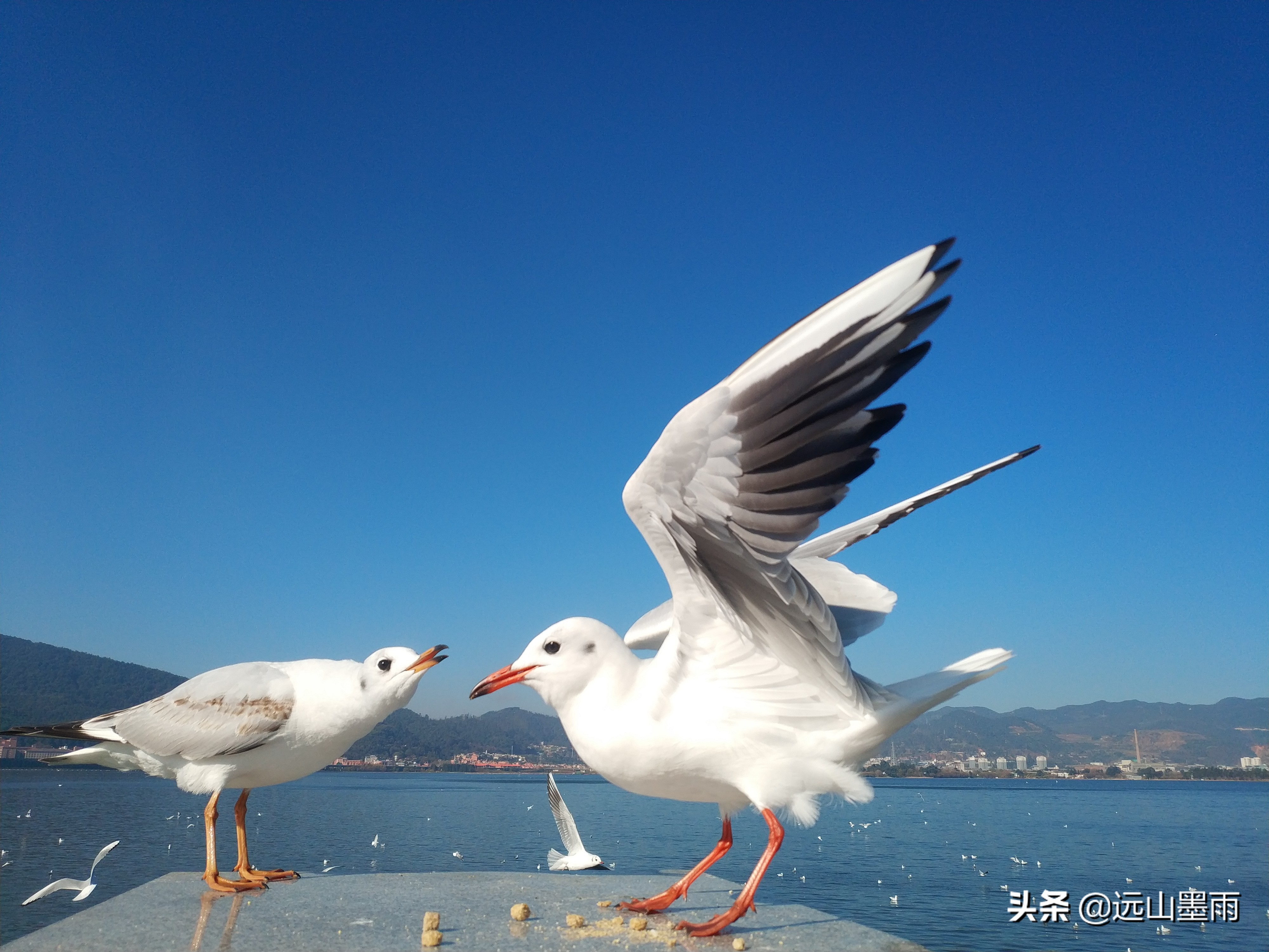 昆明海鸥在哪里看(冬季到昆明看海鸥，这是一道独特的风景，猜想是不会让你失望的)