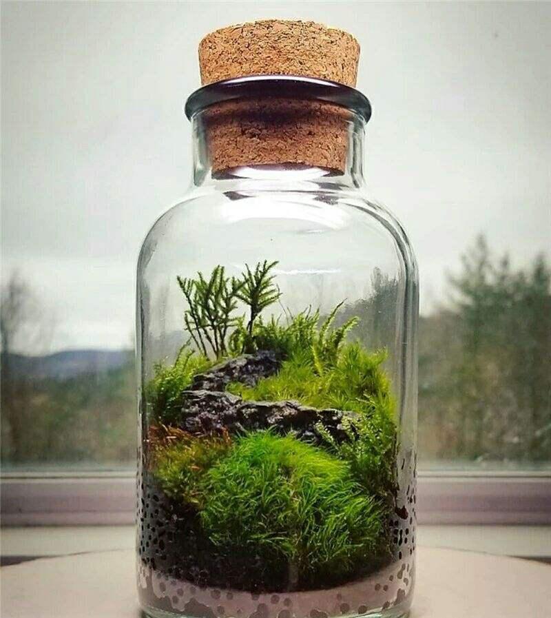 爱苔藓的有福了,春雨一淋呼呼蔓延,挖块回家这么养美似仙境!