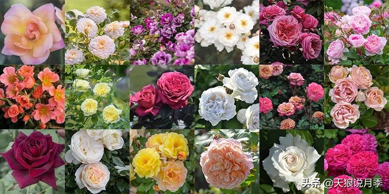 武汉卓求西点培训学校（2020世界新品月季大赏）