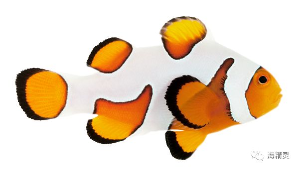 小丑鱼你能认出多少种？小丑鱼最全图鉴献给你！