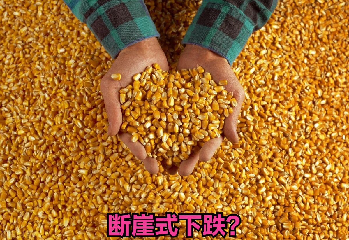 粮价全线下跌，玉米小麦都撑不住了，“崩塌式”回落会出现吗？