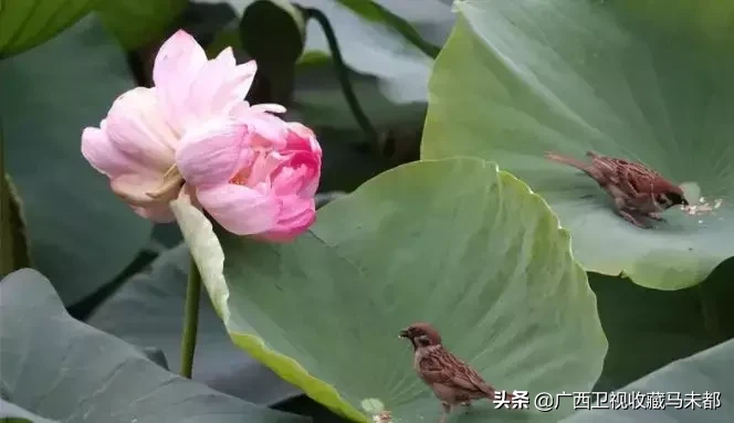 荷花随处可见,你有没有见过并蒂莲?