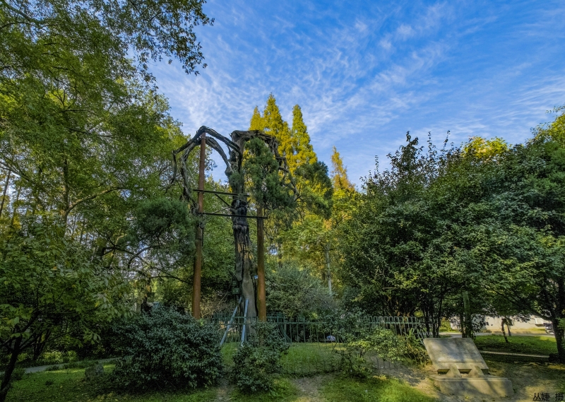 樱花不输武大，动漫场景完美重现！网友：又一座别人家的学校