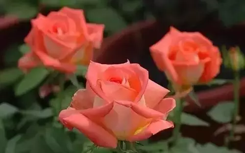 广州市市花是什么（全国56个城市的市花介绍）