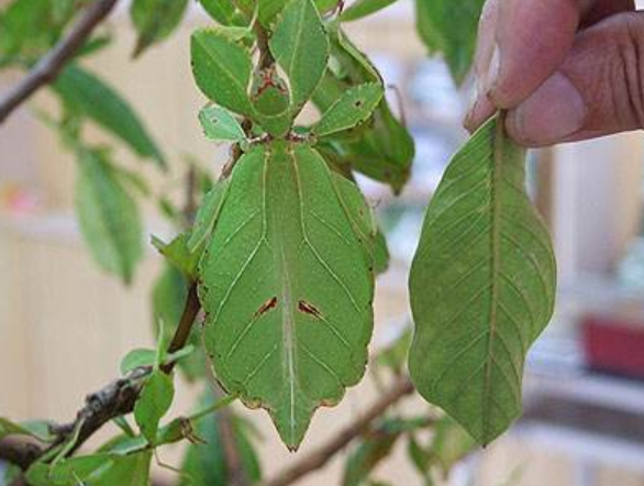 远处看到一片"树叶"在蠕动,并不是风大,其实人家是一条虫