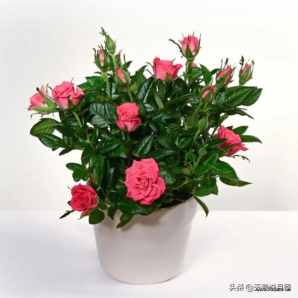 2020世界新品月季大赏，一起来看看都有哪些值得期待的新品种