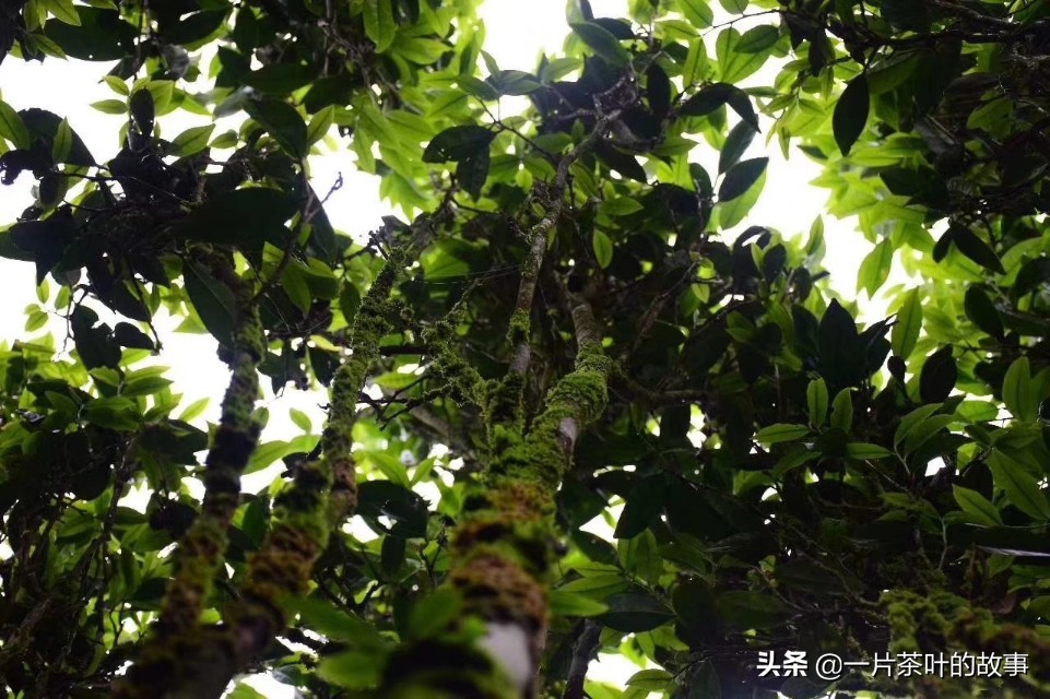 凤凰单丛的十大香型，香气从何而来？