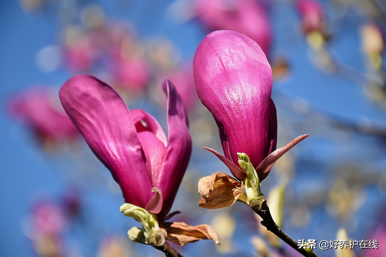 玉兰花有几种颜色（盘点玉兰花的五大品种）