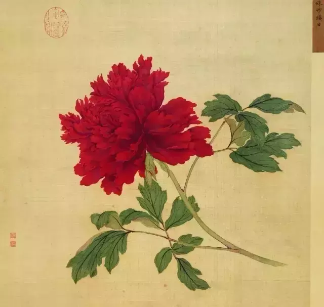 一朵牡丹价值超过100万,魅力何在?
