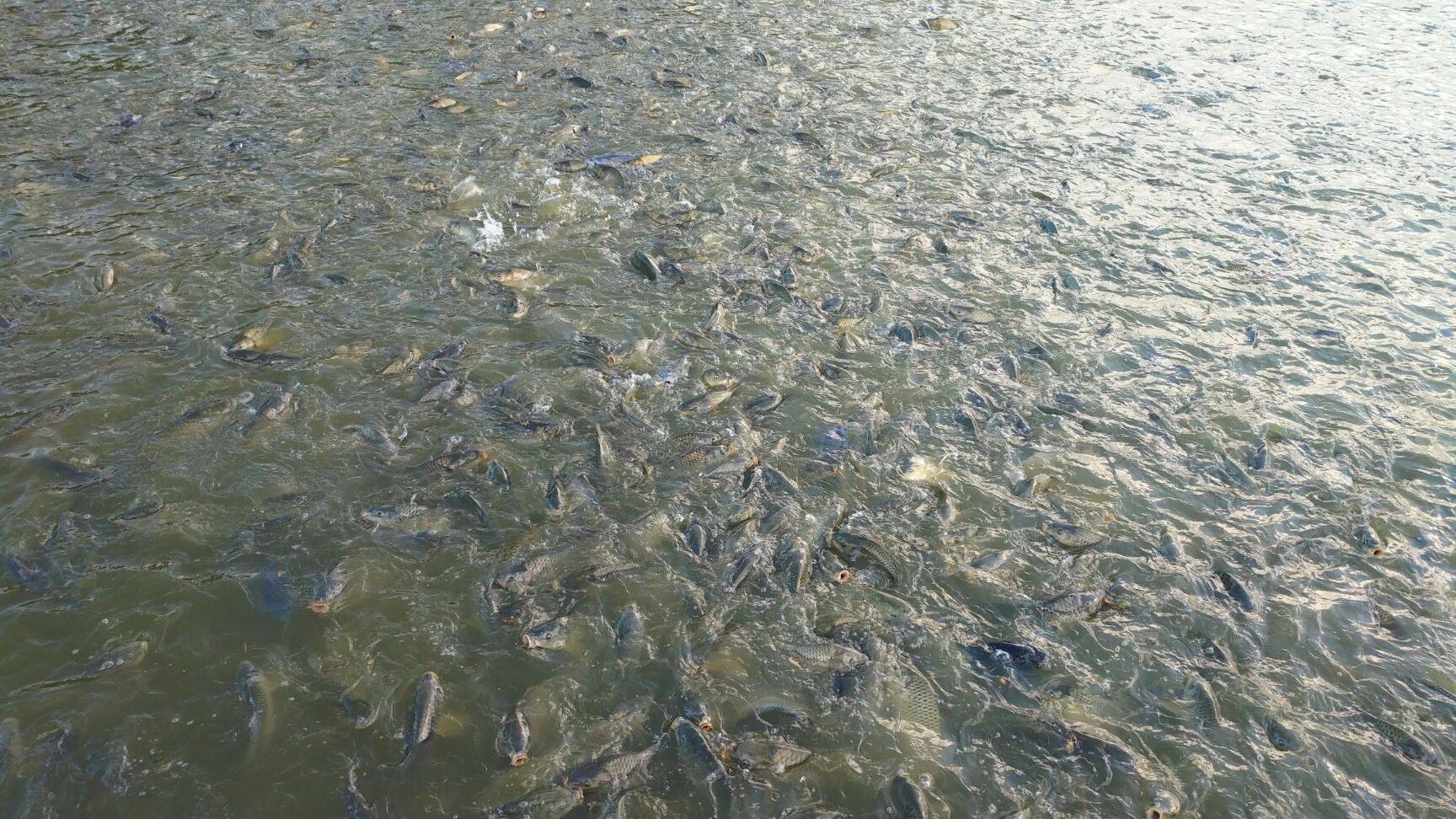 四川富豪卖鱼起家，公司实力紧追五粮液，将两大行业做到世界第一