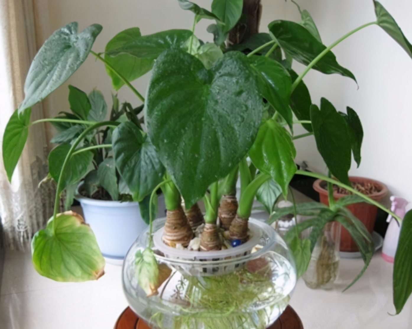 ?能土培,也能水培,10种花超好养护,新手福利