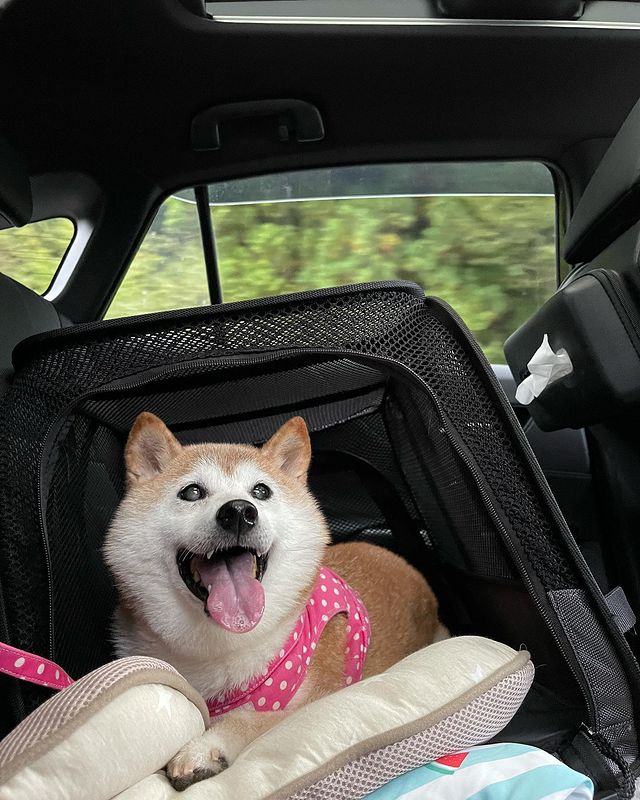 这一切都在提醒着人们,kabosu已经不再年轻了.