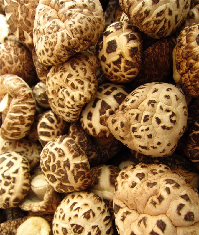 32种菇类品种(食用菌类和植物干货资料(16种))