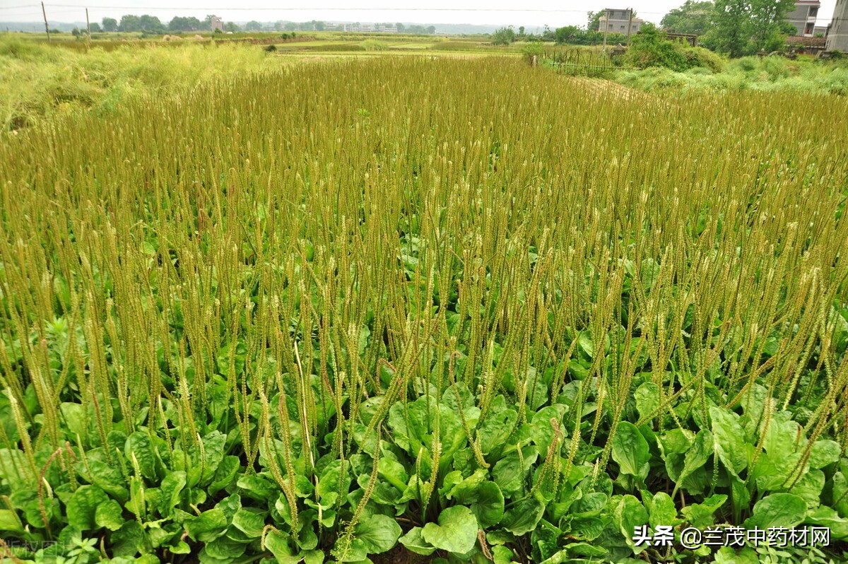 雲南昆明地區重點發展中藥材種植品種有哪些?你知道嗎?