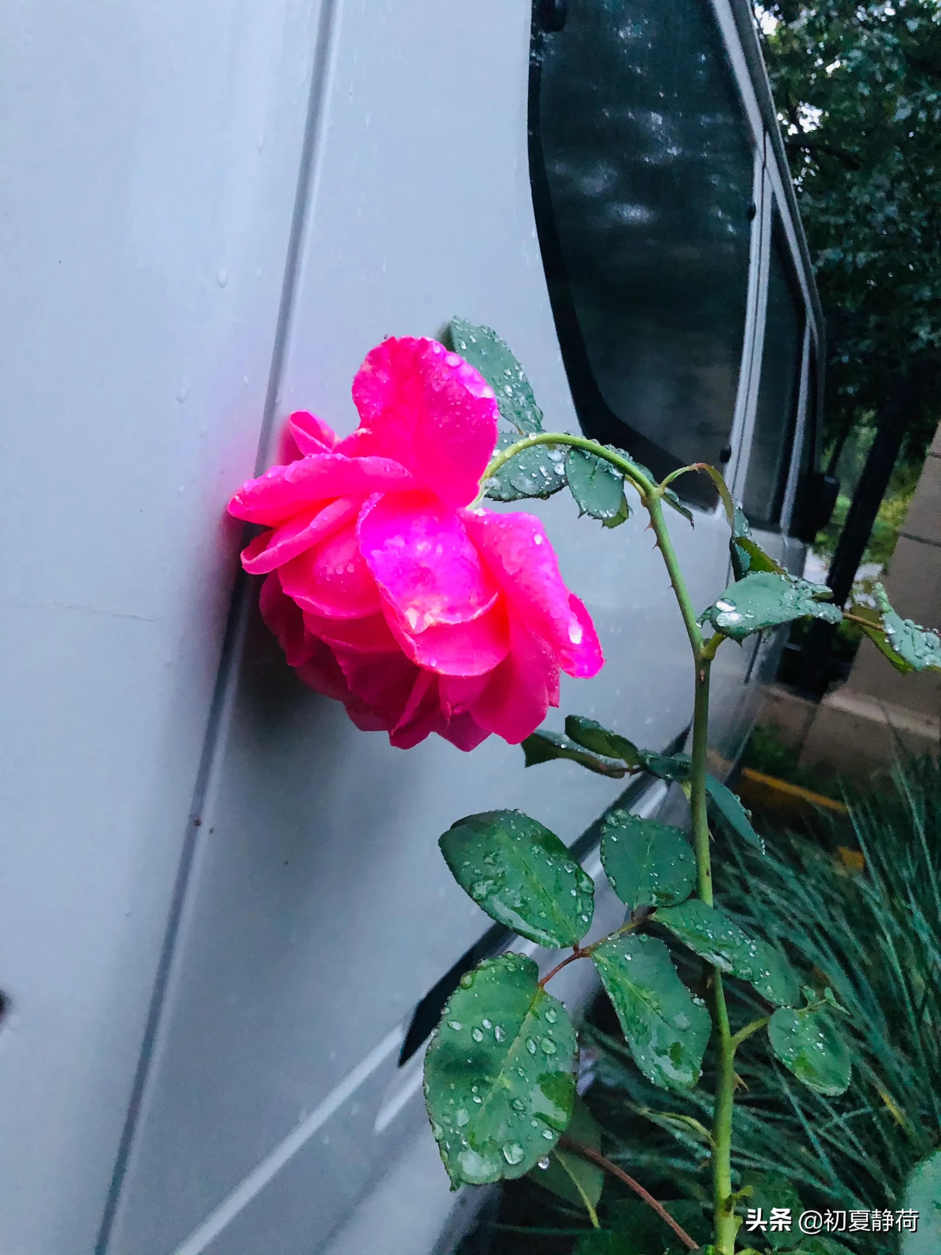 秋雨的深情，都藏在了花中，傍晚随笔