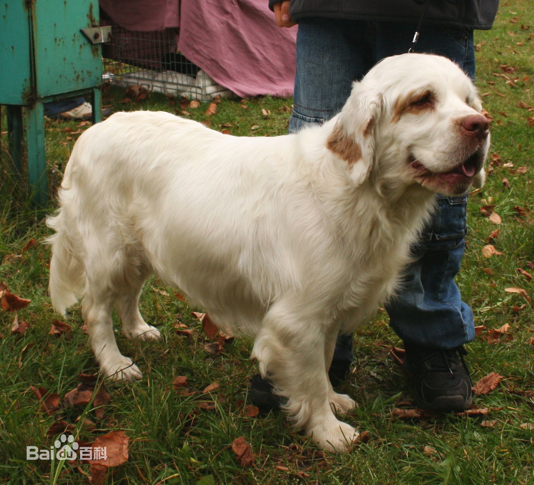 世界杯茶杯犬(宠物狗百科全书（上）中小型犬有哪些品种？各有怎样的性格特点？)