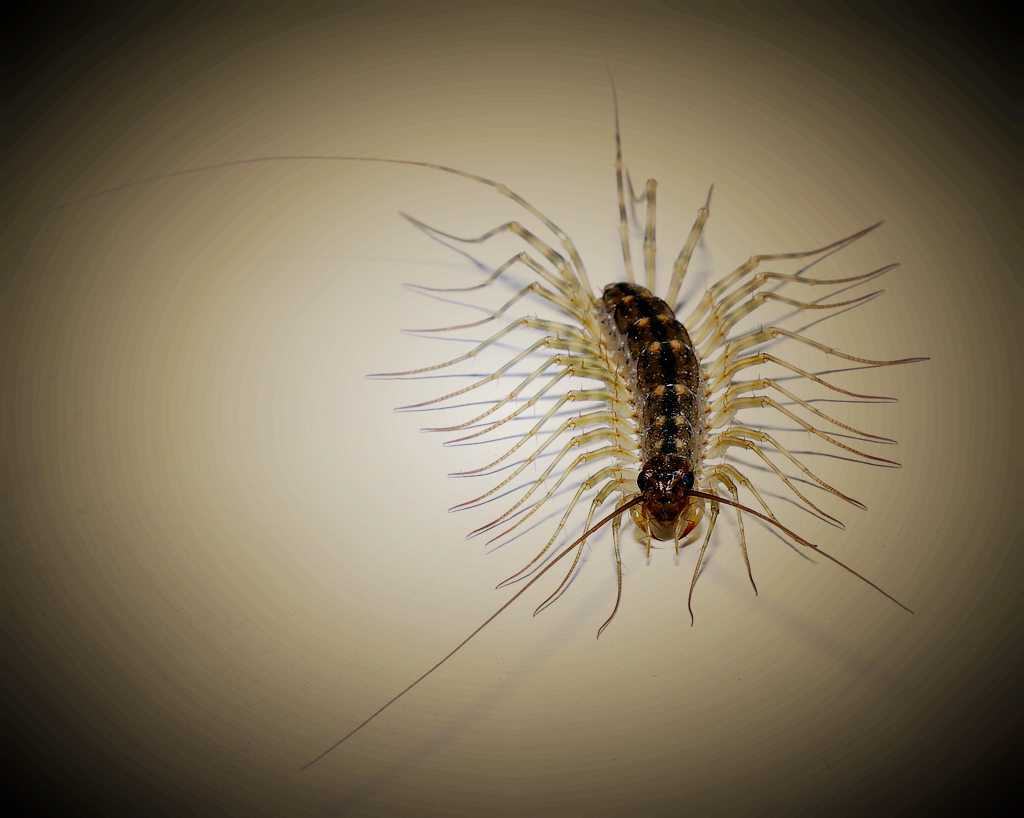 舌尖上的蚰蜒,除了贝爷,大洋彼岸的