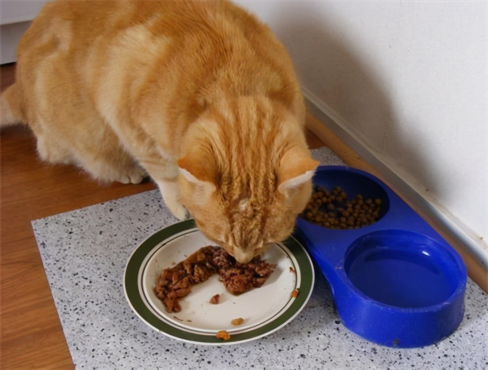猫咪便血是怎么回事？大多数是这9种原因引起，宠主早知道早好