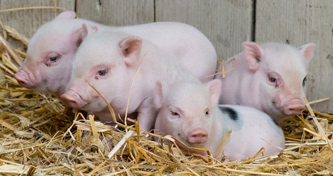 9月23日10公斤仔猪价格，猪已入栏，接下来准备要如何育肥？