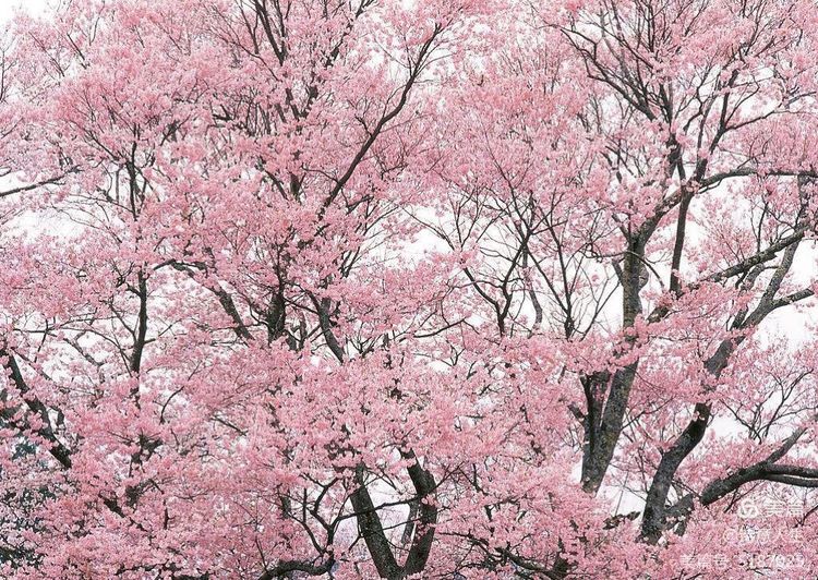 人间四月花如海