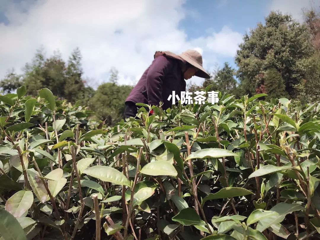 春茶季的朋友圈，尽是娇艳的少女，却忽视了主角，采茶的老阿姨们