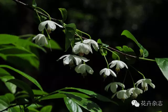 中国野花观花地点推荐