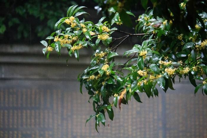 桂花树照片大全大图图片