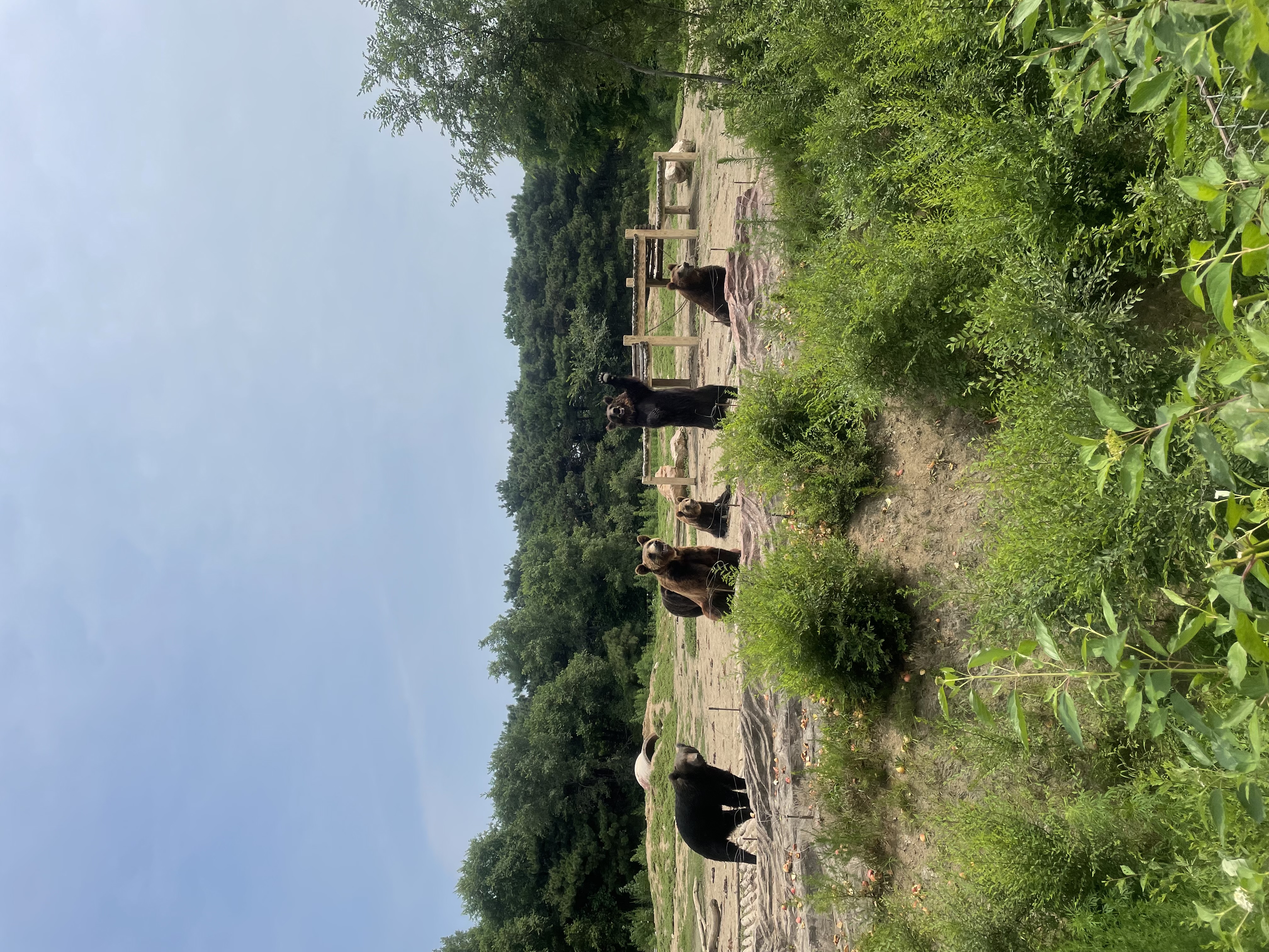 盛夏游沈阳森林动物园