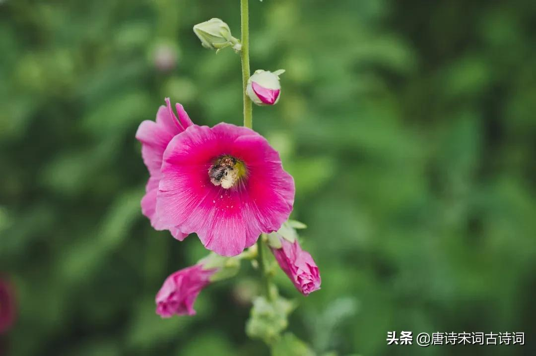 芙蓉花，醉了秋天