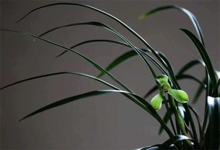 花中君子梅兰竹菊的意思（梅兰竹菊的象征意义和精神）