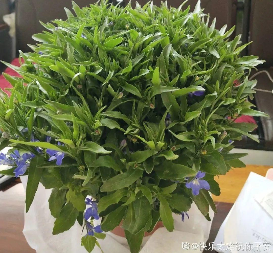 春天种什么花（春天最好养的20种花长得快）